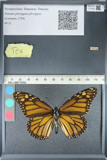 Media type: image;   Entomology 164943